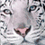 Six white tiger images arranged in a , each with distinct poses and backgrounds