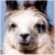 buddysite-05525