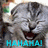 A gray tabby cat with closed eyes and an open mouth showing teeth, displayed in a with text overlay