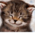 A 2x2 contact sheet of a cat animation with two frames showing the cat's face and one frame displaying text on a blue background, all within a single review image.