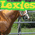 A horse with a brown coat and white blaze stands behind metal railings, its head positioned above green text reading 'Lexies' on the top-left