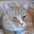 A static image of a cat's face with blue eyes and striped fur, next to an anime-style character with glowing eyes and dark hair.