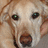 Pixelated close-up of a light-colored dog's face with dark eyes and nose, showing partial ears against a blurred background.