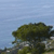 Static pixelated image showing a large dark green tree against a light blue sky with subtle horizontal banding.