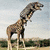A giraffe stands on a grassy field with its neck arched upward toward the sky, next to text reading 'can you touch the clouds yet?' in pixelated font.
