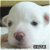 A white puppy with pink ears and a pink nose appears in a of six , each showing slight variations in eye position and expression with the word CUTE overlaid in pink and black text