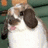 A four- shows a rabbit with brown ears and white fur against a green background, each displaying different text overlays