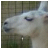 iconhell_deadreamlette_llama2