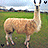 Animated sequence of a light brown alpaca walking left to right across green grass with blue sky, accompanied by repeated text "TINA YOU TINA YOU FAT LARD!FAT LARD!" and "COME GET YOUR DINNER."