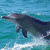 Pixelated dolphin leaps from turquoise water with white foam, next to cyan text reading 'Swim!' on a white background.