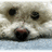 A pixelated close-up of a light-colored dog's face with dark eyes and nose, showing text "Keno" in the upper right corner.