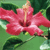 A static pixelated image of a pink flower with a yellow center and dark red stamen, set against green foliage.