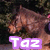 A horse's head in profile with a purple 'Taz' text overlay, showing subtle animation changes across frames.
