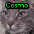 A pixelated cat face with green text above it, showing two states: 'Cosmo' on the left and '<3333' on the right.