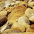 Pixelated image of a light brown animal with white patches, dark brown accents, and a blurred background.