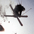 Black silhouette of a figure on skis with crossed poles against light background, showing subtle motion in limbs and pole positions across frames.