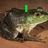 A pixelated frog with green and brown coloring sits on a brown surface, with green text above it changing across frames.