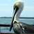 A pelican with a long black beak and gray body stands on a dark surface against a light blue sky and water background.