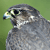 Pixelated close-up of a bird's head with gray and white feathers, yellow eye, black pupil, and blue beak against green background.