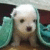 Static pixelated image of a light-colored dog with dark eyes and nose, positioned between two teal structures against a muted background.