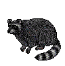 A raccoon icon in grayscale with striped tail, shown in multiple poses across a