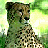 A cheetah with spotted fur stands against a blurred green and yellow background, next to bright green text reading 'OriginalIcons.com' on a dark green