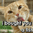 A four- of a light brown cat with red nose and mouth, each showing different text overlays about buying fish