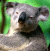 Pixelated static image of a koala-like animal with gray fur and dark patches, positioned against a green background with brown vertical elements.