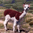 Pixelated image of a brown and white alpaca standing on rocky terrain with green text overlays reading 'Alpaca or', 'Magic Llama?', and 'Cat Spring Church Camp' on black background.