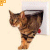 A tabby cat with brown and black stripes peeks through a rectangular opening, its head turned left to right