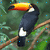 A toucan with a large orange-yellow beak perched on a branch, displaying black body feathers and white underparts against green foliage.