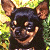 A pixelated image of a dog's face on the left and green text reading "Original Icons .com" on the right, displayed as a contact sheet with two frames side-by-side.