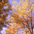 Pixelated autumn scene with golden and brown foliage against a light blue sky, showing tree branches and scattered white patches.