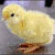A split- image shows a yellow chick on the left and a yellow rubber duck on the right, with text below each