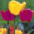 Pixelated image of three flowers with yellow and magenta petals against a green background, rendered in low-resolution digital style.