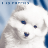 A white puppy with dark eyes and nose appears in a static image with blue text reading 'I <3 PUPPIES' above it against a blue background.