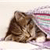 A pixelated cat with brown and black fur lies on a light background with a blurred multicolored pattern on the right side.