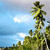 Pixelated static image of a tall evergreen tree against a light blue sky with white cloud patches, rendered in low-resolution digital style.