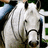 A pixelated static image shows a light-colored horse-like figure with dark eyes and a black mane, standing in front of a blurred background with green and blue tones.