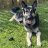 A pixelated dog with dark and light fur stands on green grass, its head turned slightly left.