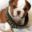 Pixelated image of a brown and white bulldog wearing a black and white patterned collar on a light pink background with purple text.