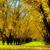 Pixelated landscape with golden-yellow trees, dark brown trunks, and a bright yellow ground under a pale sky with light blue and white patches.