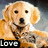 Golden retriever dog lying down with a bandana, showing text 'Love' in the bottom-left corner of one frame.