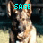 A German Shepherd dog appears in three distinct text overlays: 'SAGE' top-left, 'MERRY' top-right, and 'CHRISTMAS' bottom-center.