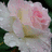 A four- of pink and white roses with yellow text overlays expressing unrequited love, each showing a different phrase
