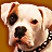 Pixelated close-up of a light-colored dog's face with dark eyes and nose, wearing a black chain collar against a brown background.