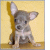Pixelated static image of a small dog with large ears, light brown and white fur, sitting against a yellow background.