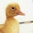 Pixelated yellow duck image with yellow text on black background reading 'with my yellow duck ... his name is poo'