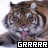 A tiger's face with a white background, showing sequential changes in text below the image.