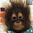 A monkey with brown fur and a teal shirt appears in six , each showing different colored text on the left side